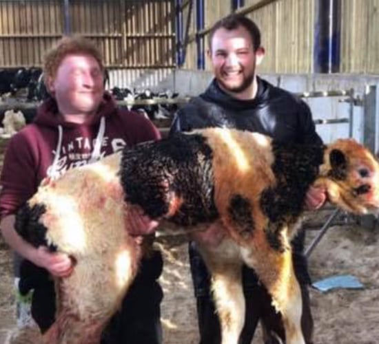 Calf weighing over 90kg born on dairy farm in Scotland