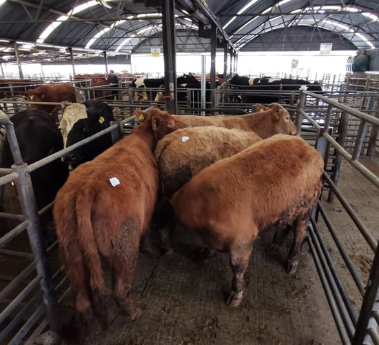 Opening options: Managers propose mart trading protocol to department