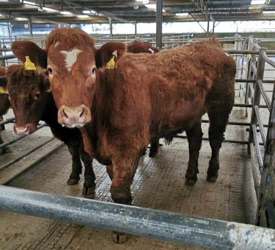 Cattle marts: Steady demand as farmers familiarise themselves with protocols