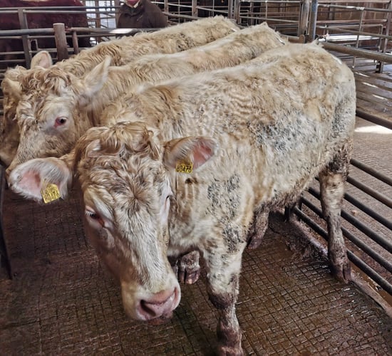 Cattle marts: Stores reported to be in high demand across the country