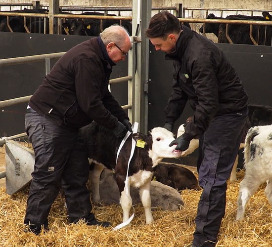 Video: How to weigh calves using a weigh-band and the correct weaning process