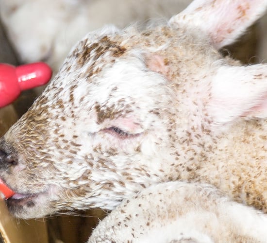 Feeding surplus lambs: How can I ensure I get it right?
