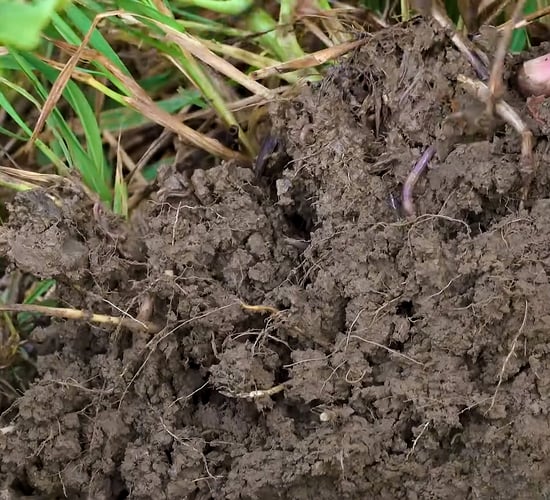 Designing root systems to reach new soil depths