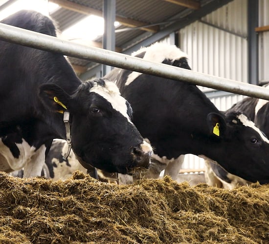 Pre-calving trace mineral deficiency is a reality