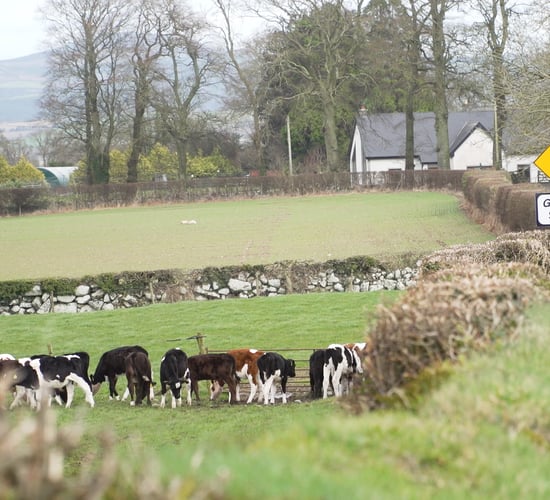 Diary date: Tidy dairy calf-to-beef operation to be showcased in Co. Carlow