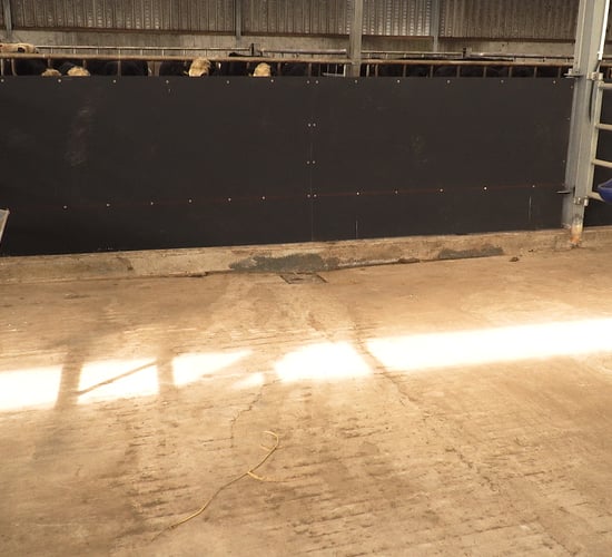 Video: The correct housing environment for calves is crucial for top performance