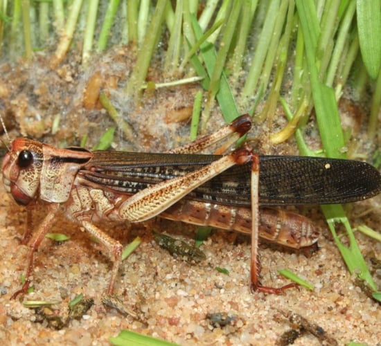 Crop-eating locust population in the east 'could explode 400-fold'
