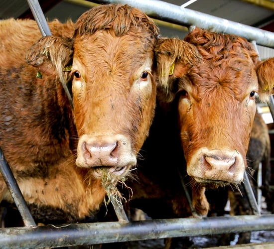 'Immediate action needed after sudden and unfair beef price cuts' - TD