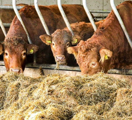 Calls made for 5% nitrates reduction BEAM requirement to be scrapped