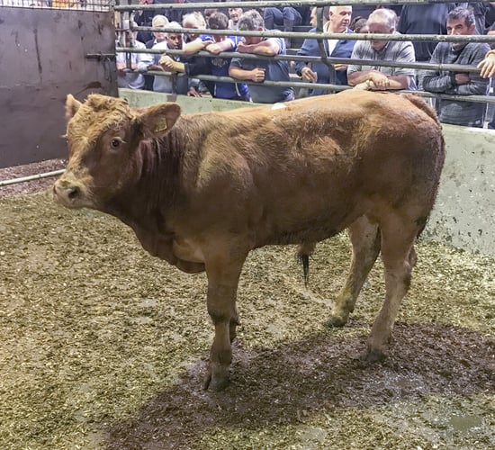 Place your FREE Haystack livestock advert in 6 easy steps