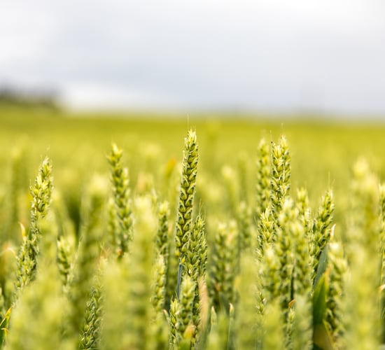 Grain price: Drop in wheat this week; production forecast up