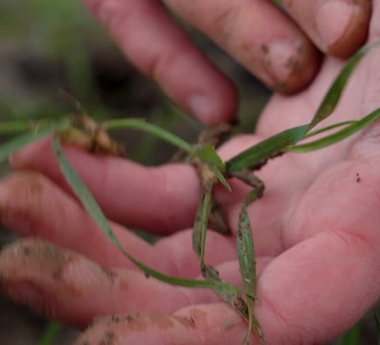 How to carry out a plant count