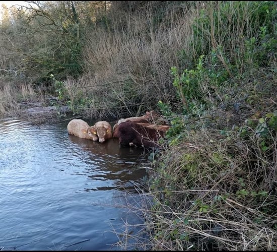 Rescue mission for 'castaway' cattle launched by Cork fire brigade