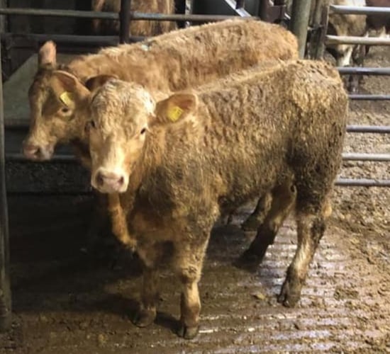Decrease in cattle sold through marts during 2020