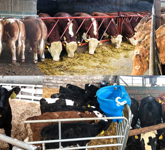 Haystack: Growing number of livestock to choose from on FREE online platform