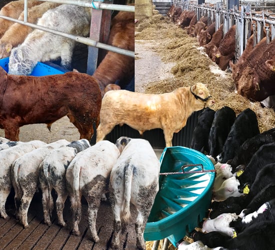 Haystack trading platform: Wide range of livestock now available