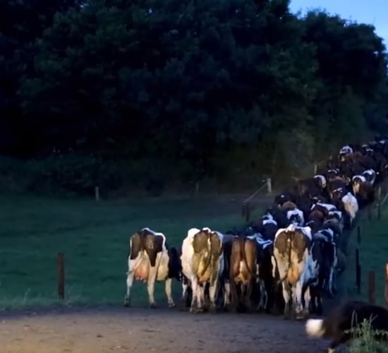 'The drafter allows individual care to a small number of cows in the herd'