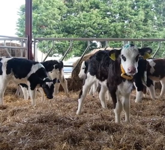 Why this Louth-based dairy farmer opts for this top-quality milk replacer