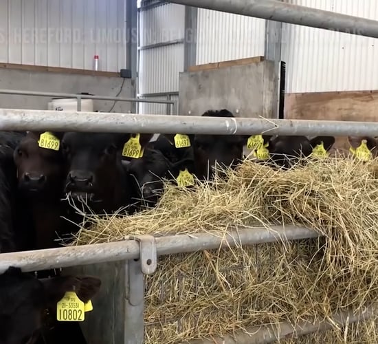 Green Acres Calf to Beef Farmer: Richie Long