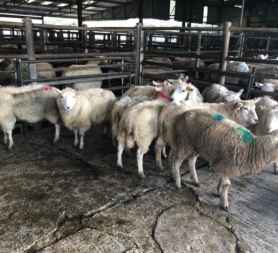 Sheep marts: 'Prices for ewes with lambs at foot back €10-20/head'