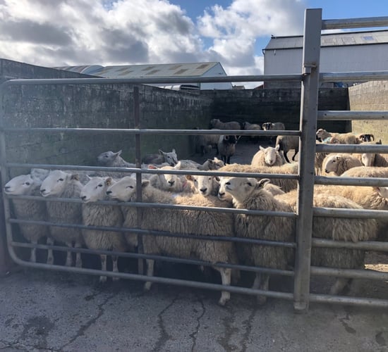 Covid-19 affecting sheep prices massively in New Zealand