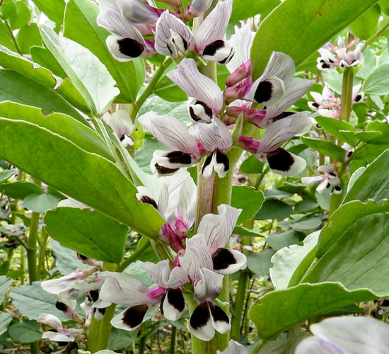 Two additions to 2022 spring bean recommended list