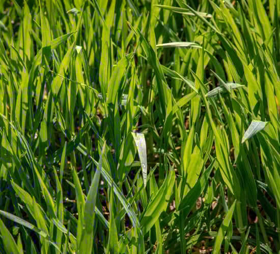 Planting updates for GB: Winter wheat, barley and oats