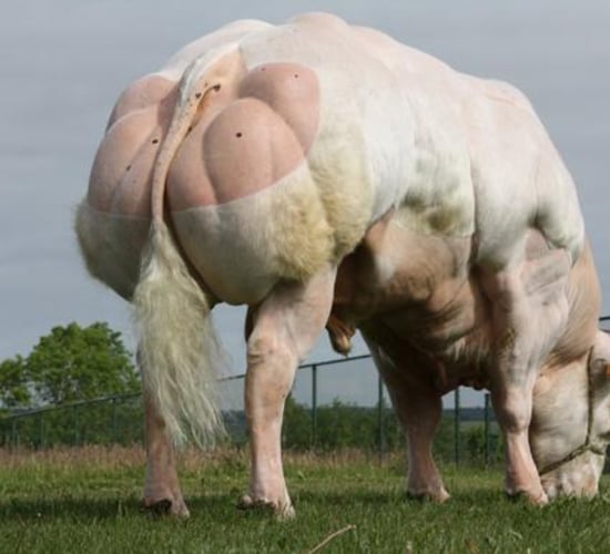 Belgian Blue sire DBZ no longer available