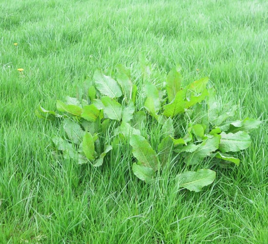 Controlling docks in your grassland swards