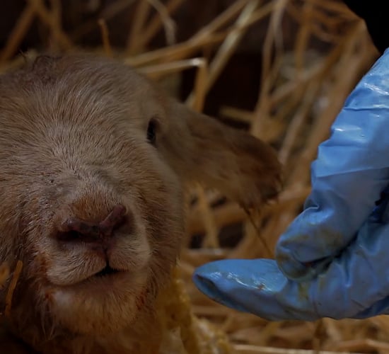 How-to carry out good hygiene practices in the lambing shed