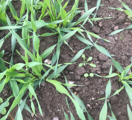 Potash deficiency in spring cereals - keep an eye out