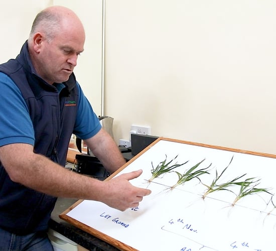 CROPS WATCH: Root growth essential to reach potential yields