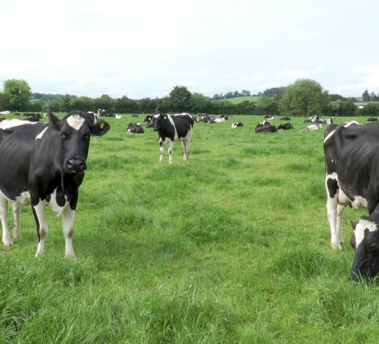 How to boost your herd's fertility this breeding season
