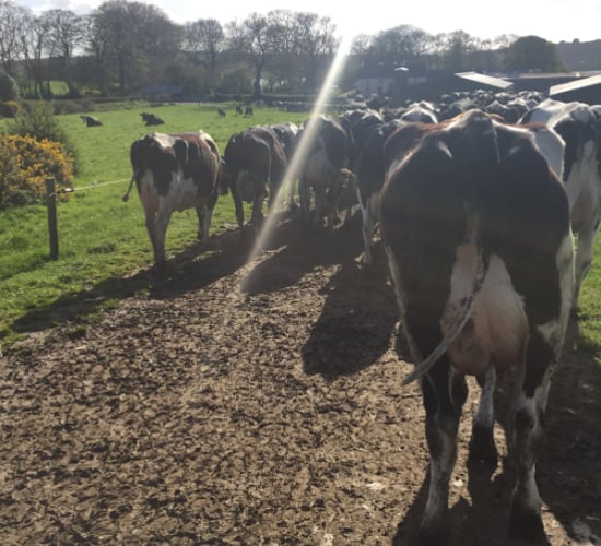 Can OAD milking improve the BCS of under-conditioned cows?