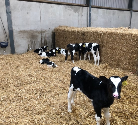 Dairy calf registrations surpass the one million head mark