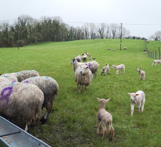 Maintaining ewe BCS in early lactation is critical