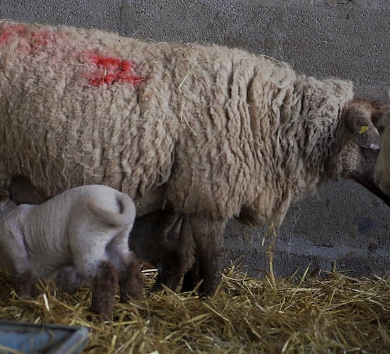 Video: How to carry out good hygiene practices in the lambing shed