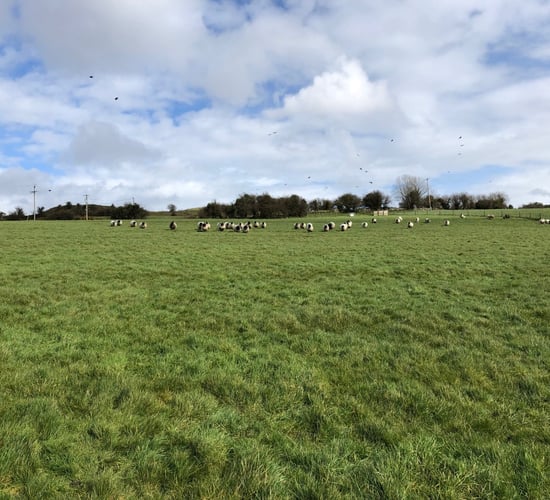 Time to maximise flock performance through grazed grass, as growth rates surge up