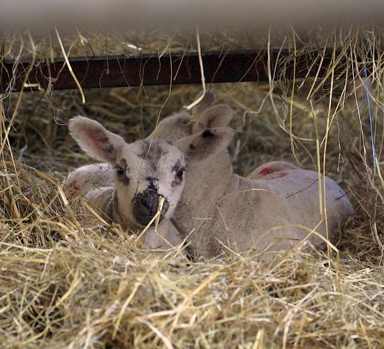 Video: Step-by-step guide on how to tube feed a newborn lamb