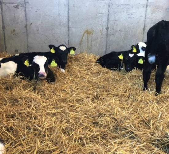 Nearly 60,000 more calves registered compared to this time last year