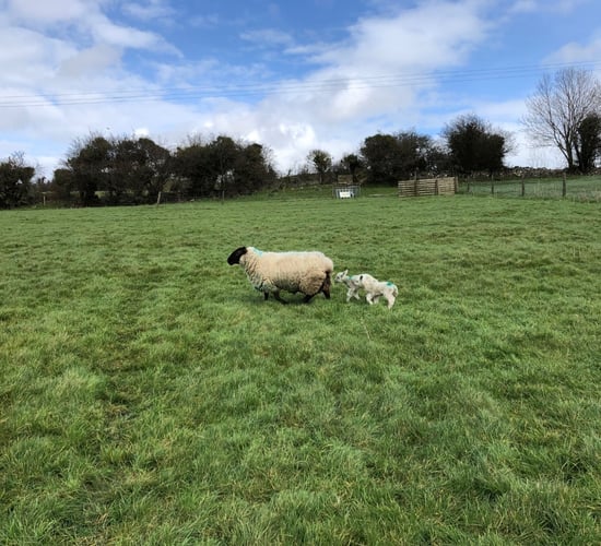 Sheep advice: How to manage tight grass supplies this spring