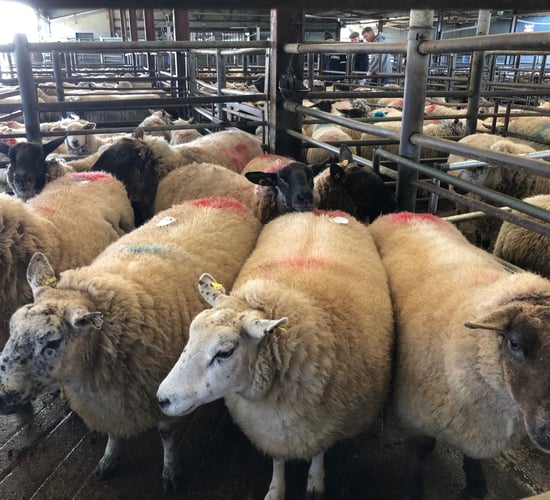 Sheep marts: Strong demand and small numbers on offer are driving prices up