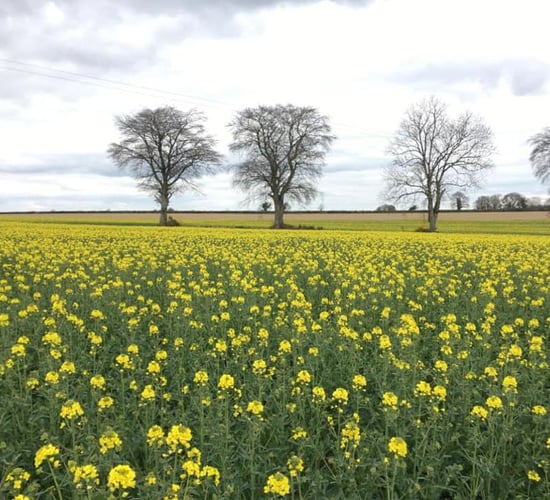 Crop walking: Early crops in the south powering ahead