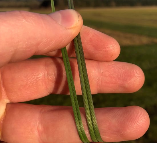 The rise of next-generation grass variety tetraploids only with DLF