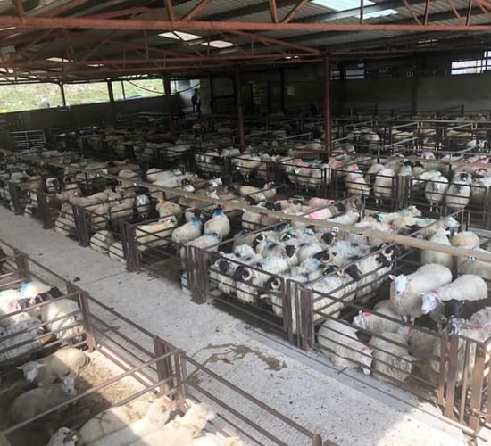 Sheep marts: Factory hoggets hit €193/head at Dowra Mart