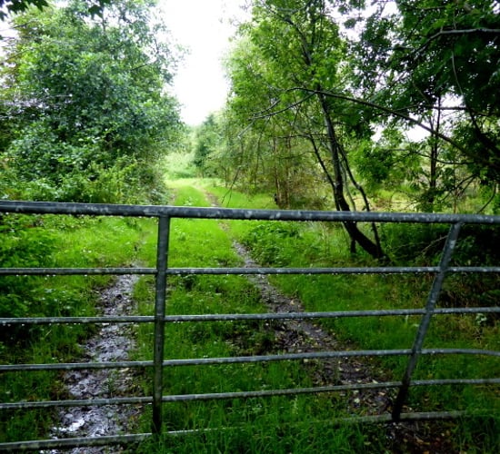 Opinion: A 'protectionist mantra' is not in Irish farming's best interests