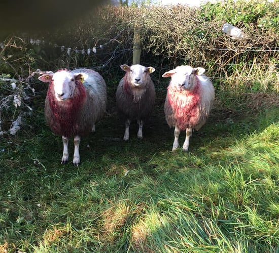 Appeal for information following Tipperary sheep attack