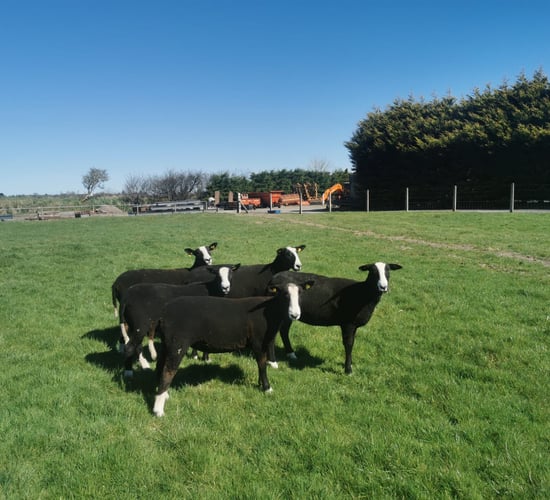 Sheep focus: Breeding pedigree Zwartbles in Co. Galway