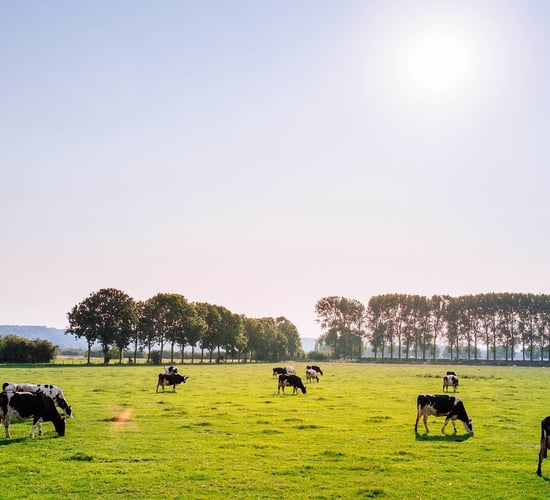 Average price of an acre without a residence nationally in 2019 was €8,823 - report