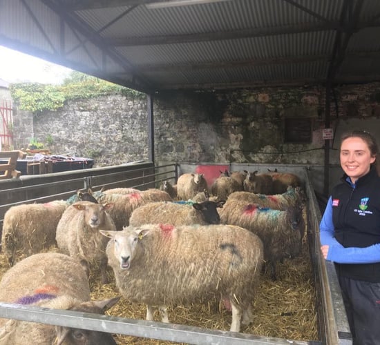 Sheep focus: Juggling college work and helping out with lambing 270 ewes in Co. Sligo